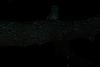UNWELCOME guest!-owl-2.jpg