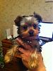 Pics of Prissy at 13 weeks..-prissy-13-weeks-old-office..jpg