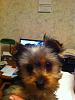 Pics of Prissy at 13 weeks..-prissy-office-13-weeks-old..jpg