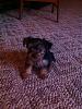 Pics of Prissy at 13 weeks..-310498_2638956096331_1328370144_33001010_514323519_n.jpg