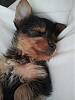 Yorkie or silky? and puppy furr-woofa.jpg