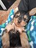 Yorkie or silky? and puppy furr-woofa2.jpg