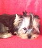 New Yorkie New Carpet - Another Question-photo-2-.jpg