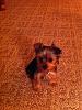 Pics of Prissy at 13 weeks...-prissy-13-weeks-changing-color..jpg