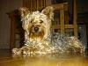 curly yorkie-summer-2011-60-.jpg