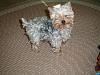 curly yorkie-fuzzy-tibbe.jpg