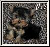 FINALLY found my baby, Breny's Indy!!!-q3oqh.jpg