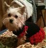 New Dog Dress :)-img_3431.jpg