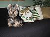 Lets see your tea pots (yorkies over 7 pounds)-img_0452.jpg