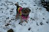 Snow yorkies-5892310665_a50875ff2b_z.jpg