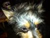 Yorkie Coat Colors & Changes-image-11.jpg