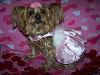 2012 Valentine's Day Ball Couples Submission Thread-sml-zowi-vday-ball.jpg