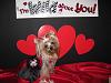 2012 Valentine's Day Ball Couples Submission Thread-img_3058.jpg