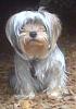 For Those Growing Out Bangs - Thanks Perrella!-brody-pre-groomer-6-7-11-img00317-20110607-2000_418x600.jpg
