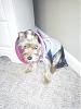 Bailey's Kiss-E collar!-bailey-conehead.jpg