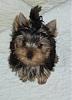 New to YorkieTalk-img_0464.jpg