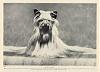 Help me find a "Vintage" Postcard or Image w/a Yorkie....-b-m3nuw-wk-kgrhqj-h4ev1-0esjcbmmfhrrqjg-_35.jpg