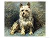 Help me find a "Vintage" Postcard or Image w/a Yorkie....-john-emms-yorkie.jpg