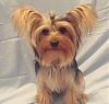 who does your yorkie look like?-sonic8months.jpg