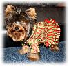 who does your yorkie look like?-ruffle-butt-007.jpg