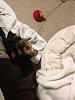 Looks like I'll be getting a puppy soon-303_84.jpeg