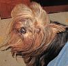 who does your yorkie look like?-img_0725.jpg