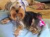 Does anyone have an adult Yorkie with ears down?-picture-010.jpg