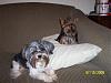 My little loves...then and now-jada-bogie-then-500x375-.jpg