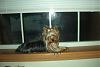 Pet Window Perch - Suggestions Please-im001949yogi.jpg