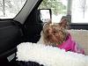 To Snoozer, or not to Snoozer?-car-seat.jpg