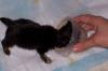 In Memory of Maddie-lil-maddie-gruel-1.jpg