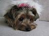 Brandy/Brandi - Calling all Yorkies with this Name-brandy-coat-2.jpg