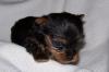 In Memory of Maddie-lil-maddie-4-wks-1.jpg