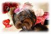 2012 Valentine's Day Ball Couples Submission Thread-valentines-ball-pix-072.jpg