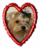 5th Annual YT Valentine's Day Ball-yt-vdb-2012-brody-275x340.png