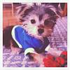 Hello! I'm new to Yorkie Talk!-christmas-matisse.jpg