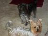 Anyone keep their Yorkie in Puppy Cut?-033.jpg