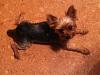 Anyone keep their Yorkie in Puppy Cut?-284796_1942870367677_1120003901_31692145_7533322_n.jpg