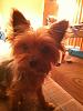 Anyone keep their Yorkie in Puppy Cut?-314674_2069833181668_1120003901_31826626_1653679092_n.jpg