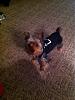 Prissy is changing color again.-prissy-black..jpg