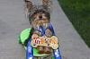 Lilo the skateboarding Yorkie Will be on TV!!-who-let-dogs-out.jpg