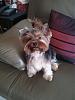 Types of Yorkie Haircuts?-2012-02-15-10.08.21-copy.jpg