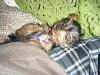 New to YorkieTalk... Just saying Hello!-dscf8264.jpg