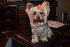 Newbie to YT but not to Yorkies-savannah-1.jpg