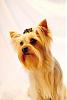 Newbie to YT but not to Yorkies-savannah-2.jpg