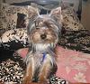 Newbie to YT but not to Yorkies-milo.jpg