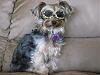 Thoughts on Doggles...-doggles.jpg