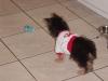 Daisy using her Kong for the first time..-cnv0225.jpg