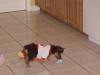 Daisy using her Kong for the first time..-cnv0226.jpg