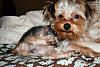 In your opinion is my Chewie a Silky/Yorkie/Mixture?-chewie06.jpg